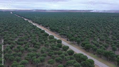 Low altitude aerial over pine forest with diagonal secondary road crossing landscape
