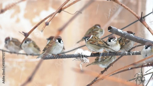 During the cold season, small sparrows hide near residential buildings in the city when it snows. A sparrow and a titmouse eat lard. Birds in the city.