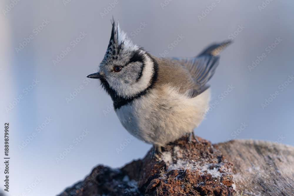 Naklejka premium The crested tit is watching its surroundings