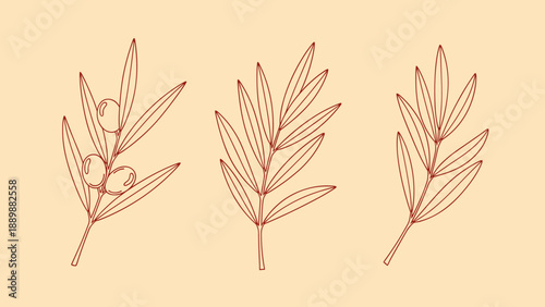 Minimalist linear botanical leaves with olives on beige background