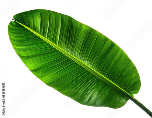 A vibrant, close-up shot of a broad, green leaf against a black background