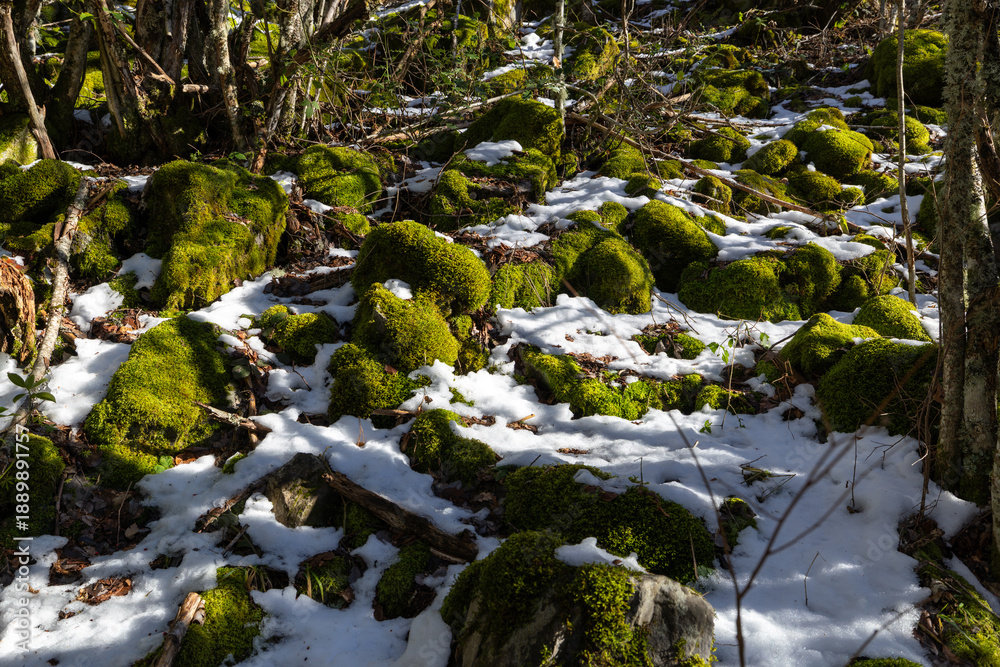 Obraz premium Melting Snow Revealing Green Vegetation in Spring in Northern Spain
