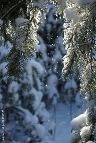 Abstract composition of a pine branch in the snow