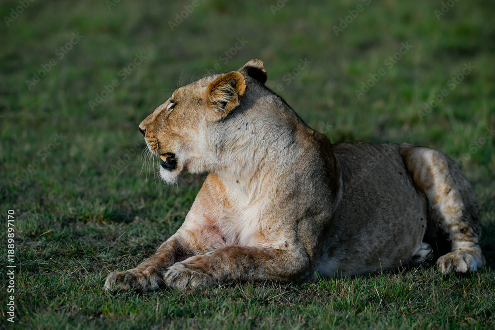 Fototapeta premium lion in the grass