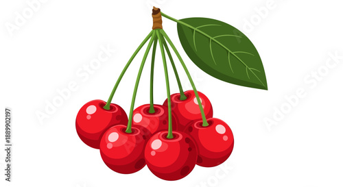 Bunch of red cherries hanging from a branch with green leaves, illustration