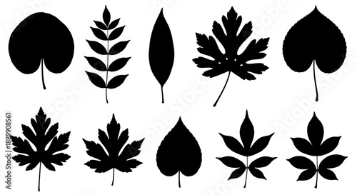Collection of diverse leaf silhouettes showcasing different shapes and venation patterns for