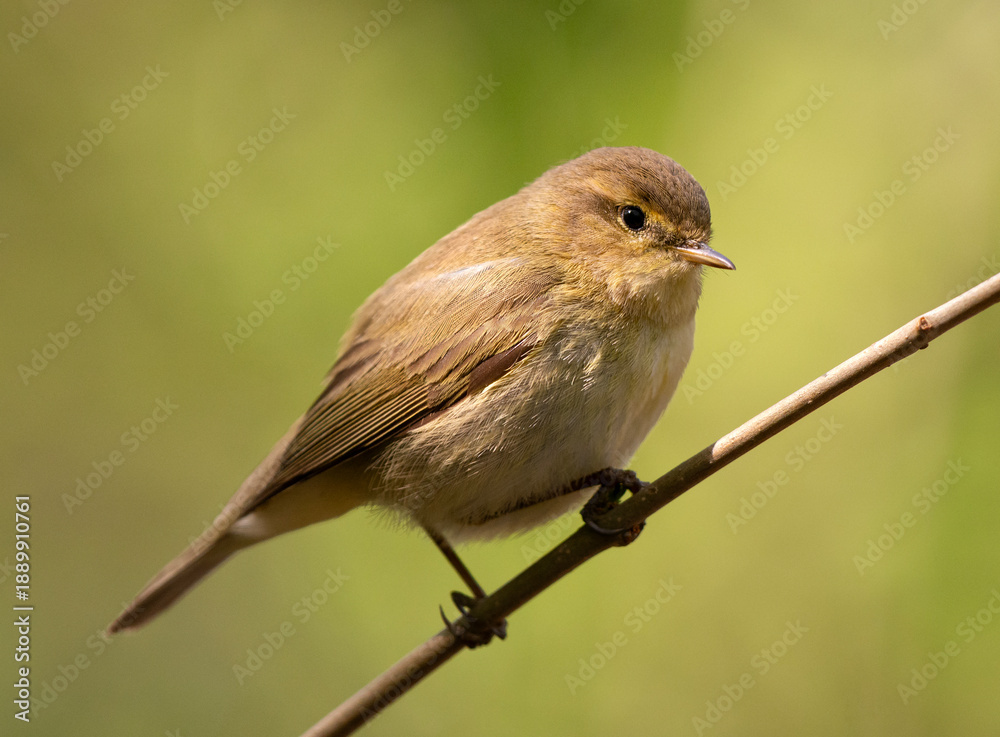 Obraz premium Chiffchaff perched on a stick