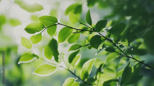 Wallpaper Mural Bright green foliage reflecting the energizing morning sun, creating a vibrant natural background with soft bokeh, symbolizing growth, renewal, and environmental freshness Torontodigital.ca