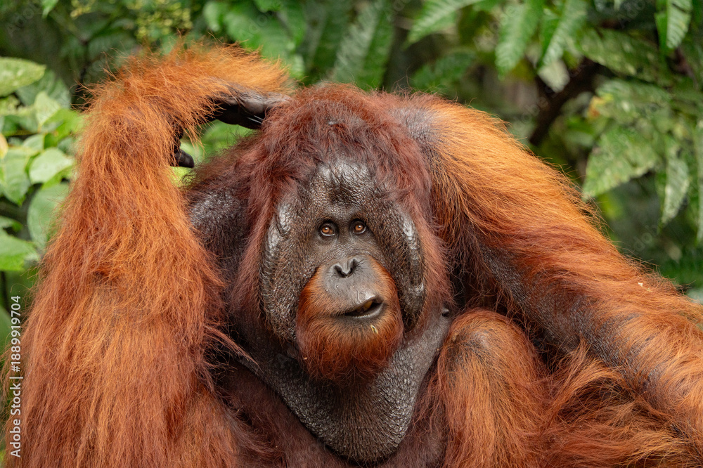 Obraz premium Sarawak, Borneo orangutang