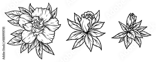 Collection set of peony flower and leaves drawing illustration. Vector botanical engraving on white background.
