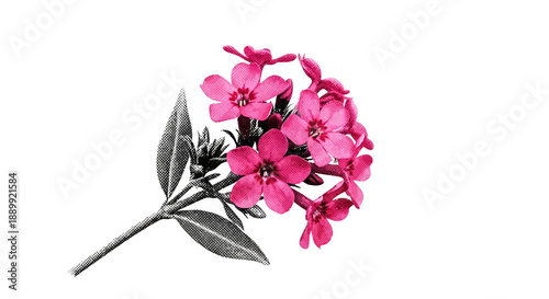 Beautiful pink flowers with green leaves on a stem viewed from above in a simple composition