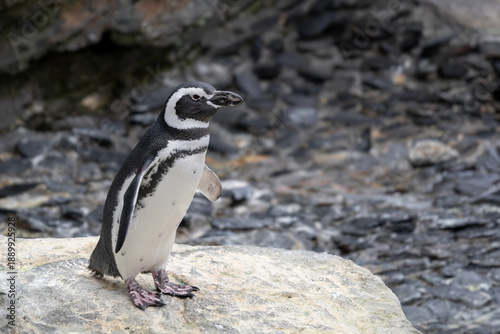 Magellanic Penguin Spheniscus Magellanicus
