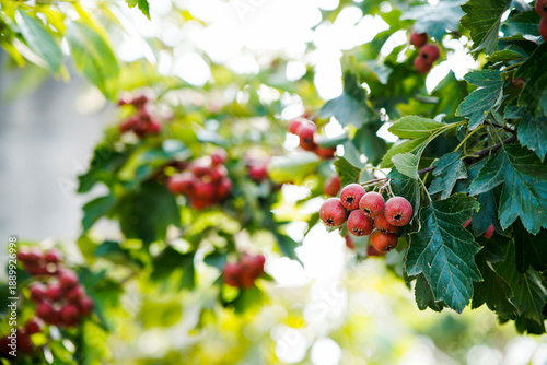 Fotografía Ripe berries   large-fruited hawthorn  hanging on a branch tree in the orchard