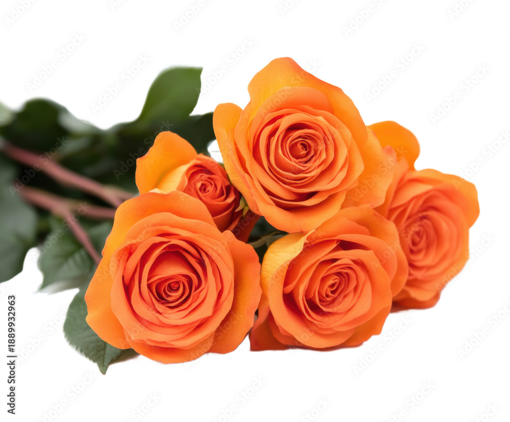 Fototapeta premium Orange roses arranged together on a transparent background for decoration or gifting