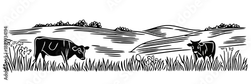 Black and white vector illustration of cows grazing in a rural field with rolling hills and grass landscape outline in minimalist engraving style
