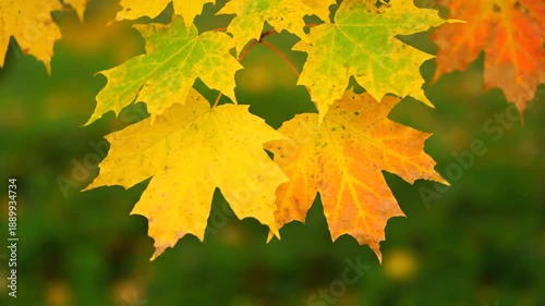 Vibrant Autumn Leaves Changing Colors Closeup.