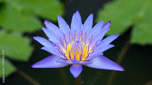 Water Lily Flower Blooming in Pond.