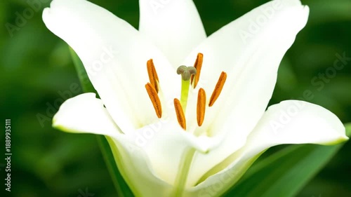 White Tulip Blooming Process Close Up.