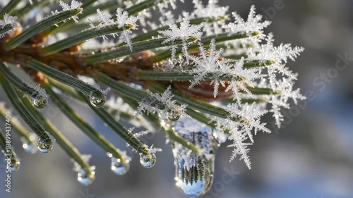 Macro time-lapse of ice melting on pine needle into water droplet reflecting forest, poetic environmental forest concept
