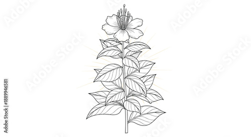 Detailed botanical illustration of a flowering plant with numerous leaves and a large blossom at the crown against a bright background.