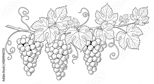 Detailed line drawing of multiple grape clusters hanging from a vine with large leaves captures the essence of a bountiful vineyard.