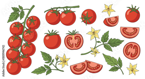 Comprehensive collection of red tomato illustrations shows the fruit on the vine, whole, sliced, and in halves for food themes.