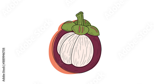 Hand drawn mangosteen fruit illustration displays juicy white flesh inside a thick purple rind with small green leaves on top.