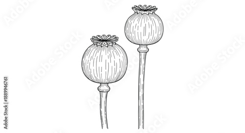 Two poppy seed pods with long stems are depicted in a vintage sketch style highlighting their unique textures and organic shapes.