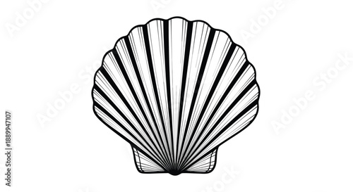 Large fan-shaped scallop seashell with detailed radiating ridges shown in a crisp black and white line drawing.