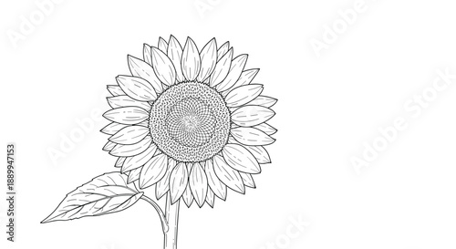 Large detailed sunflower with a central seed disc and many petals in a classic botanical line drawing style.