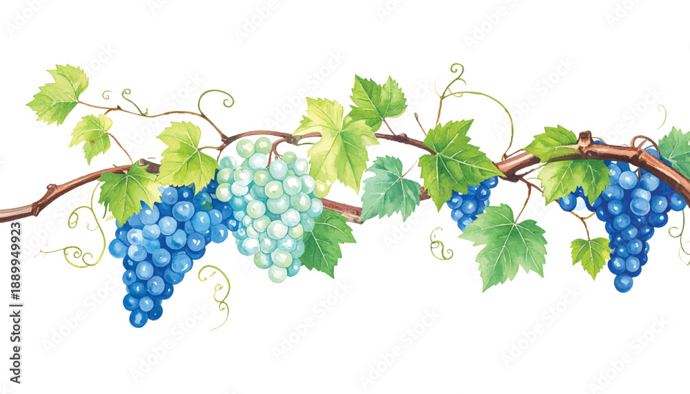 Fototapeta premium Watercolor of blue and green grapes on a vine with leaves and illutrastion transparent background