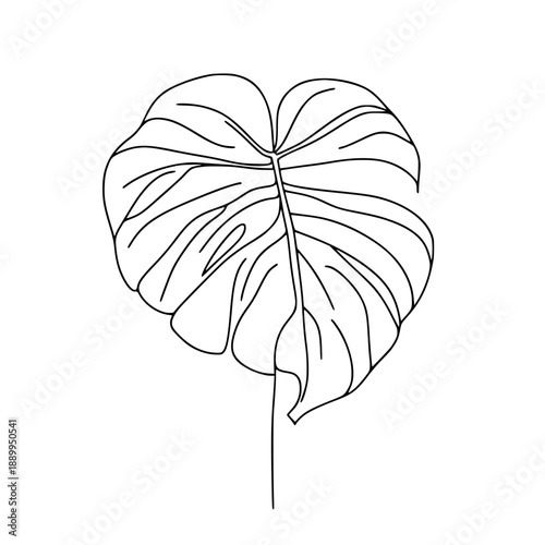 Monstera Deliciosa Elegance - Line Art Simplification | Clean, isolated vector art for creative projects.