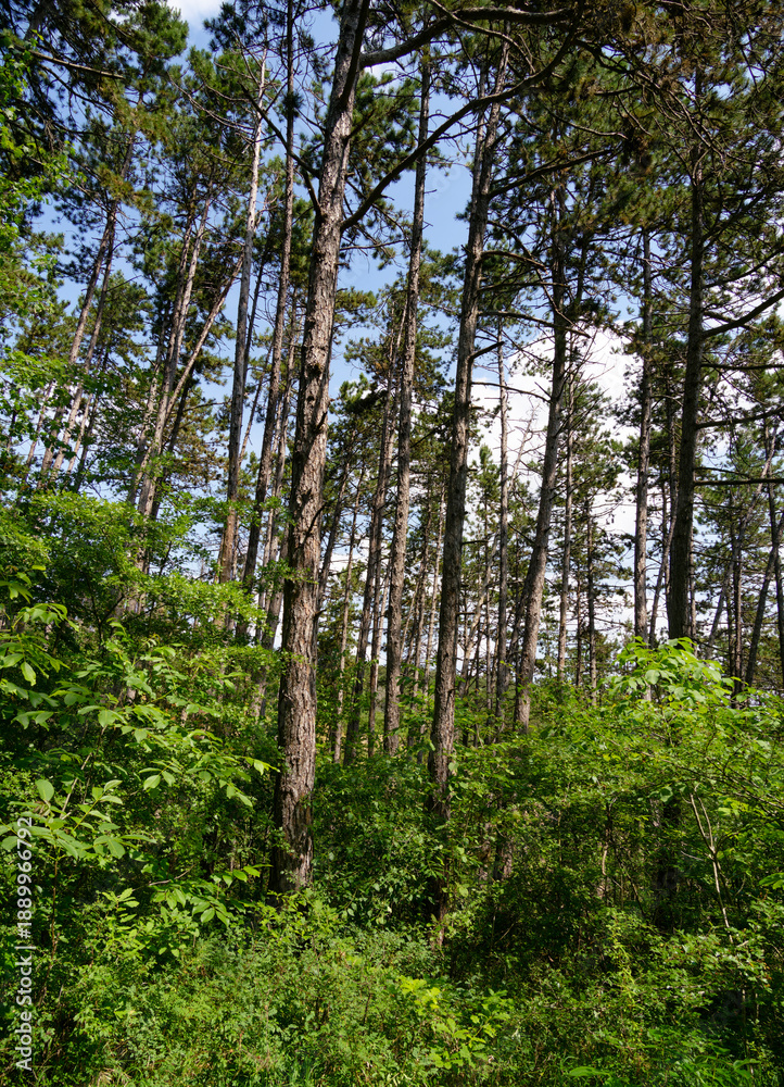 Fototapeta premium Schwarzkiefernwald auf dem&nbsp;Volkenberg bei Erlabrunn am Main, Landkreis Würzburg, Unterfranken, Franken, Bayern, Deutschland