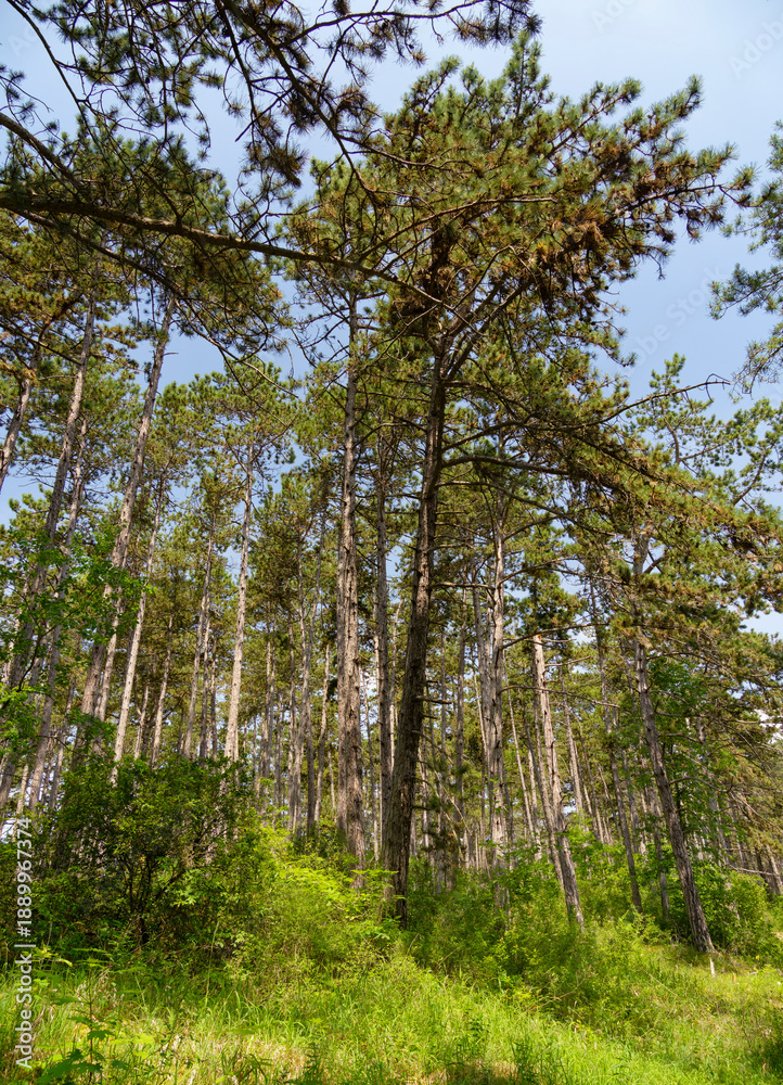 Obraz premium Schwarzkiefernwald auf dem&nbsp;Volkenberg bei Erlabrunn am Main, Landkreis Würzburg, Unterfranken, Franken, Bayern, Deutschland
