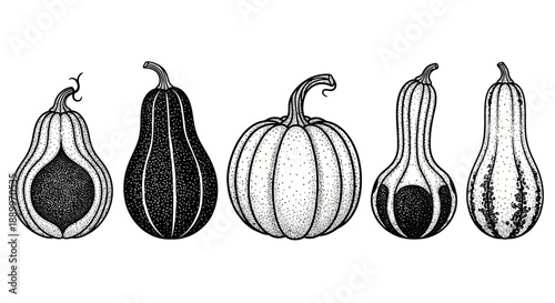 Set of Five Hand-Drawn Pumpkins and Gourds in Various Shapes and Styles