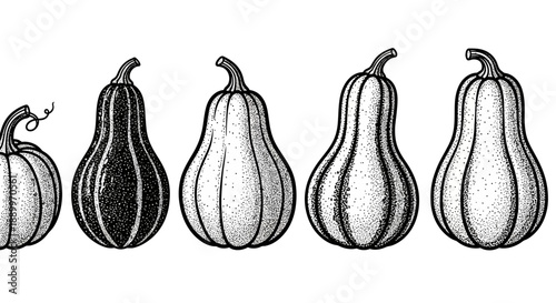 Varied Pumpkins Illustrations: From Small to Large, Showing Different Shapes and Styles
