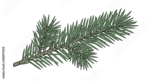 Detailed botanical illustration of a fresh green spruce branch with needle-like leaves, depicting the natural textures of coniferous forest trees.
