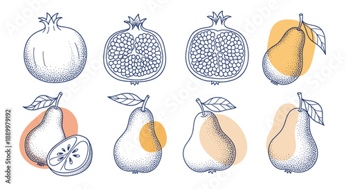Artistic set of hand drawn style sketches featuring pomegranates and pears with soft colored shapes behind them, conveying a modern and organic feel.