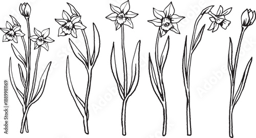 March Birth Month Daffodil Flower Hand Drawn Vintage Floral Vector Illustration