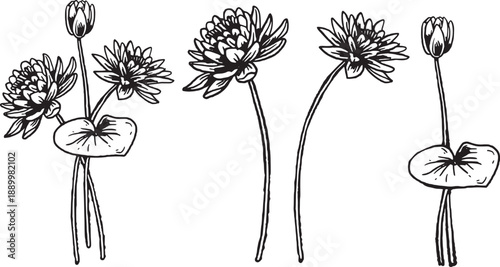 July Birth Month Water Lily Flower Hand Drawn Vintage Floral Vector Illustration