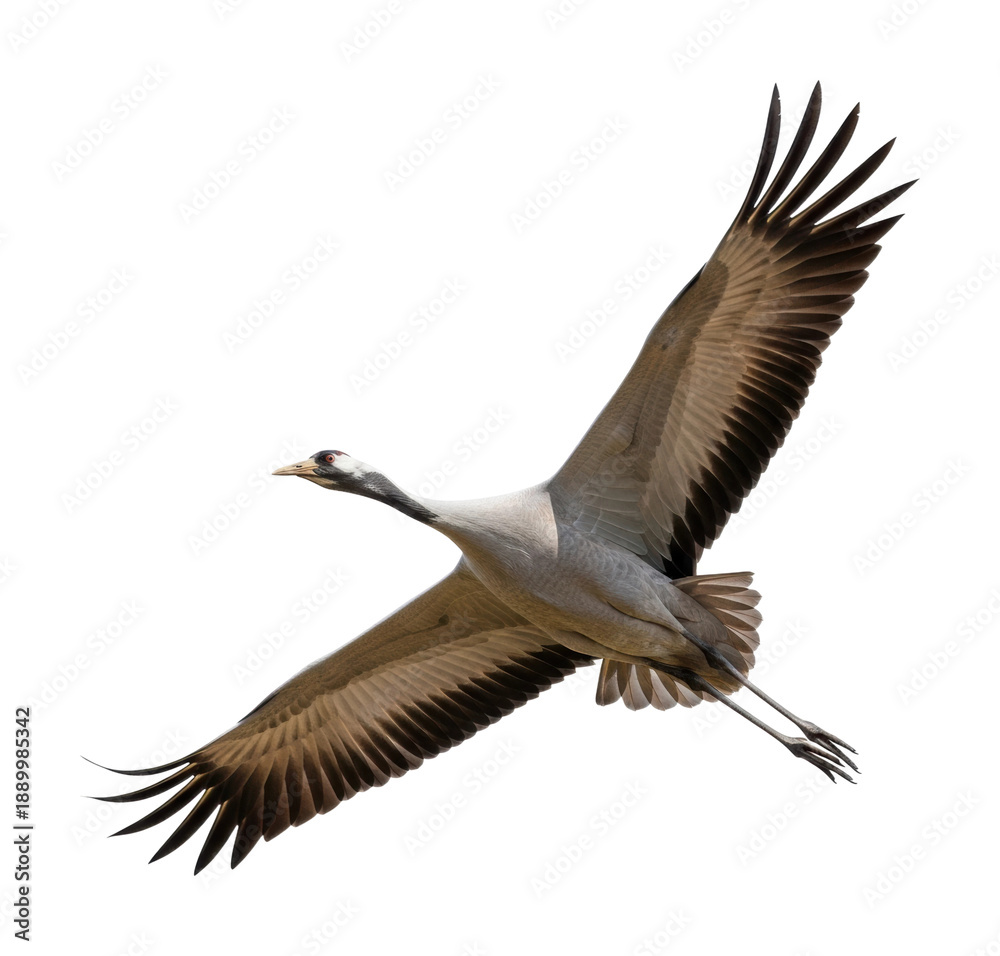Obraz premium Cranes flying gracefully in the sky nature wildlife isolated on transparent background