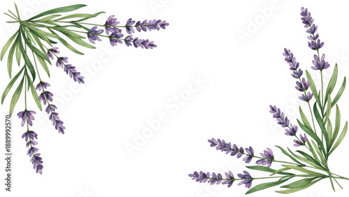 Beautiful lavender flowers isolated on transparent background