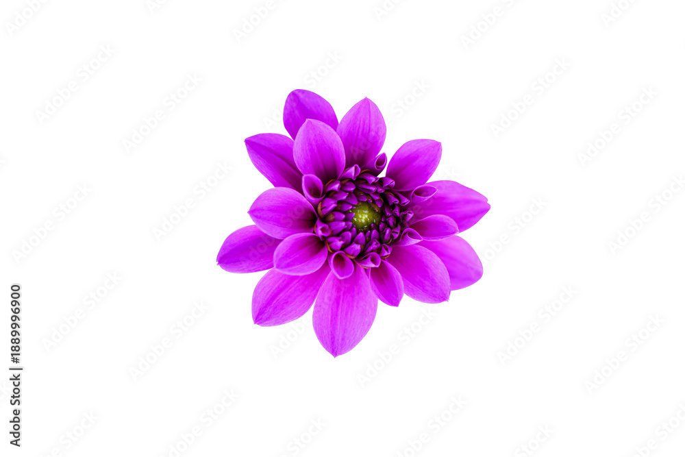 Fototapeta premium purple aster isolated on white background