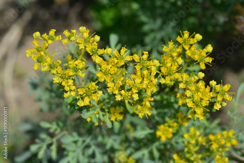Obraz na plátně Common rue - Latin name - Ruta graveolens