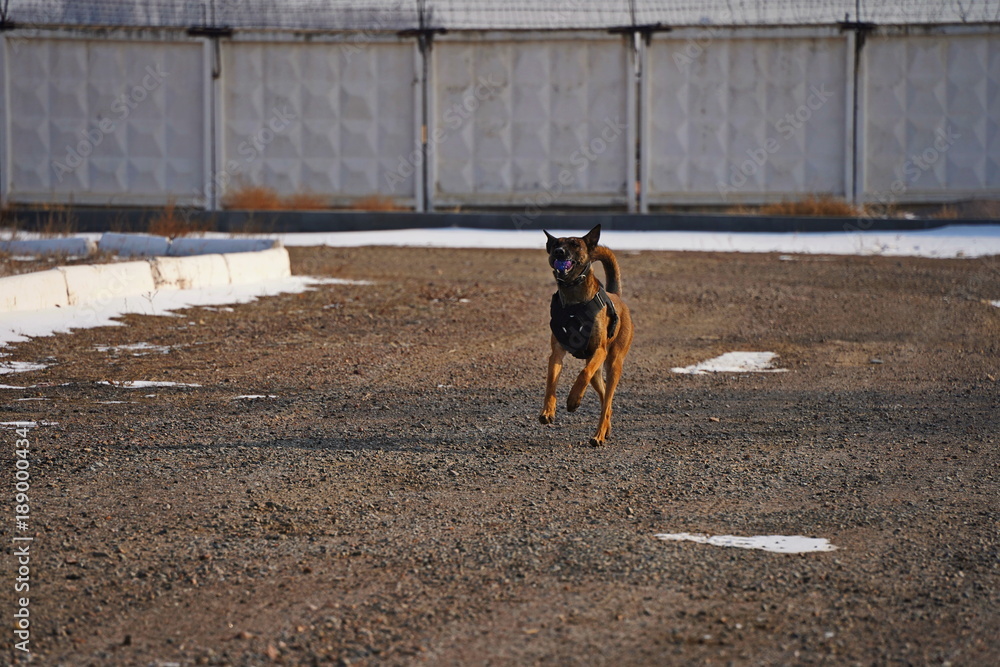 Naklejka premium A service dog of the armed forces plays with a ball.
