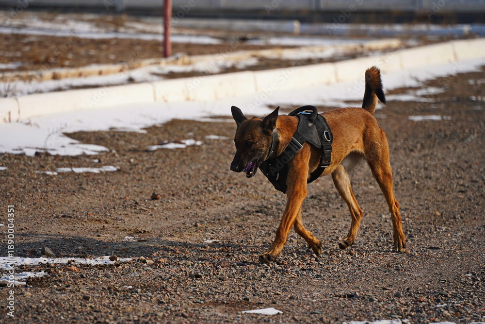Fototapeta premium A service dog of the armed forces plays with a ball.