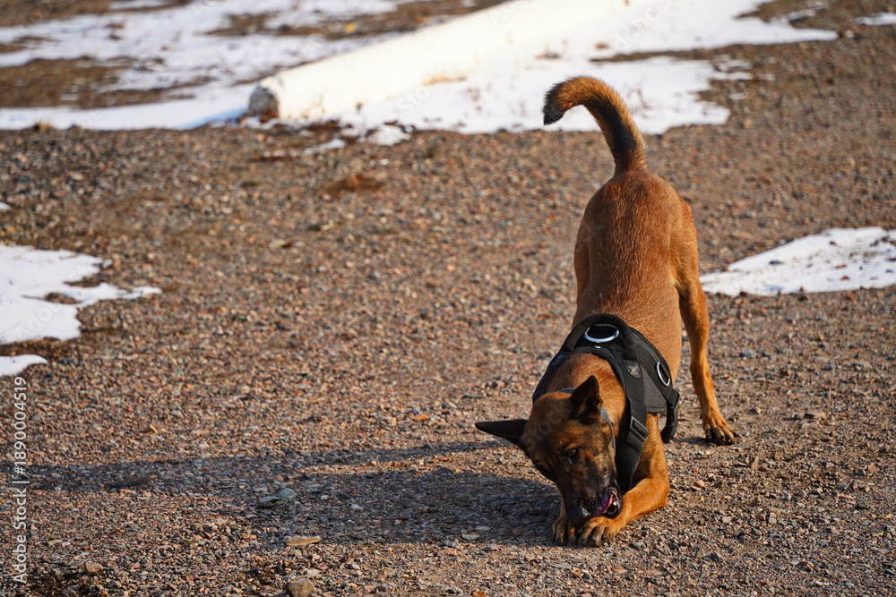 Fototapeta premium A service dog of the armed forces plays with a ball.