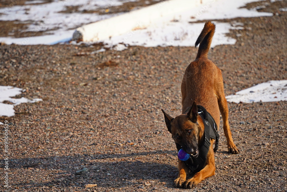 Fototapeta premium A service dog of the armed forces plays with a ball.