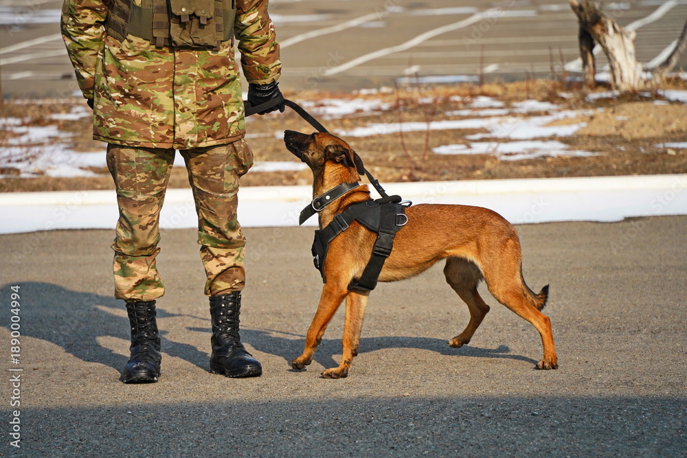 Fototapeta premium Almaty, Kazakhstan - 01.20.2026 : A soldier trains a service dog in commands.