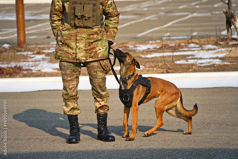 Fototapeta premium Almaty, Kazakhstan - 01.20.2026 : A soldier trains a service dog in commands.